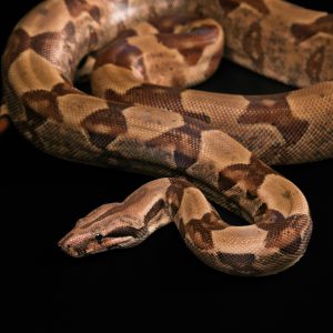 Juvenile Boa Common