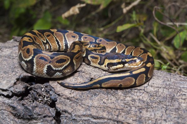 Baby Python Common - Image 2