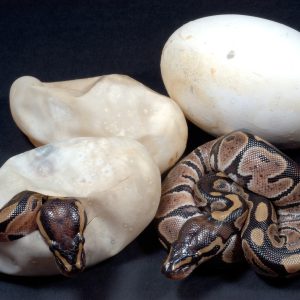 Baby Python Common