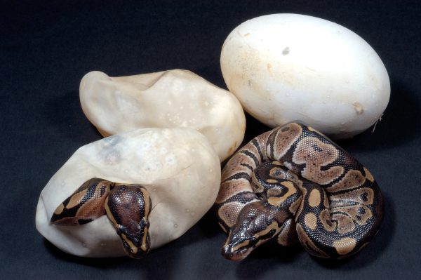 Baby Python Common