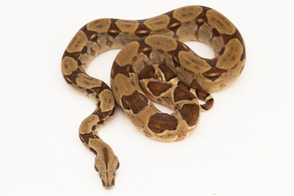 Juvenile Boa Common - Image 2